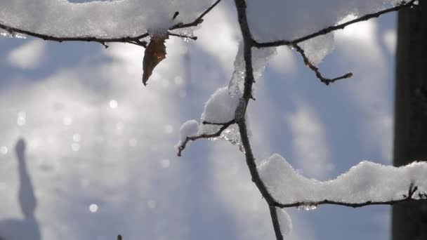 Close Thin Tree Branch Covered Thick Layer Fresh Snow Sparkling — Stock Video