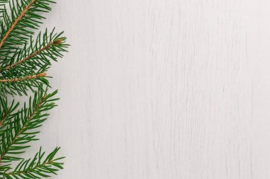 Kopya alanı beyaz zemin üzerine Ladin dal