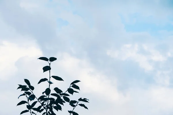 공간을 하늘에 나뭇가지의 실루엣 벽지에 — 스톡 사진