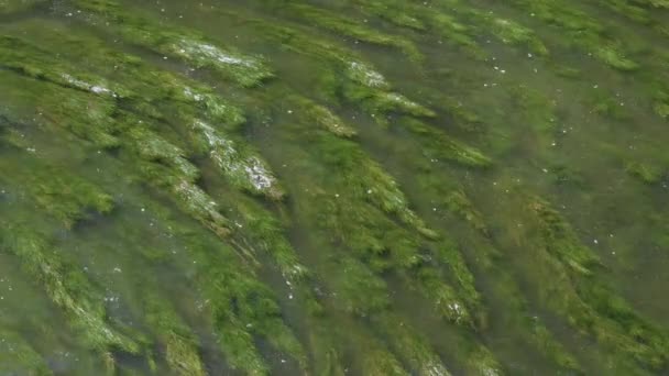 Grüne Grasbewachsene Flussalgen Die Sich Transparentem Wasser Bewegen — Stockvideo