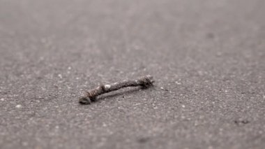 Yavaş yavaş uzak asfalt üzerinde sürünerek kahverengi Geometridae caterpillar makro