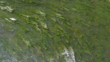 Arka plan şeffaf su hareketli yeşil çimenli nehir alg