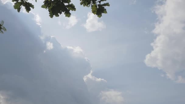 Hafif Mavi Gökyüzünde Beyaz Kabarık Bulutlar Karşı Sallayarak Yeşil Meşe — Stok video