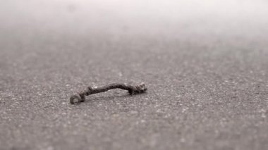 Yavaş yavaş asfalt üzerinde sürünerek kahverengi geometer caterpillar, yakın çekim