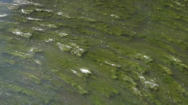 Zeitlupe Grüner Flussalgen Die Sich Transparentem Wasser Bewegen — Stockvideo