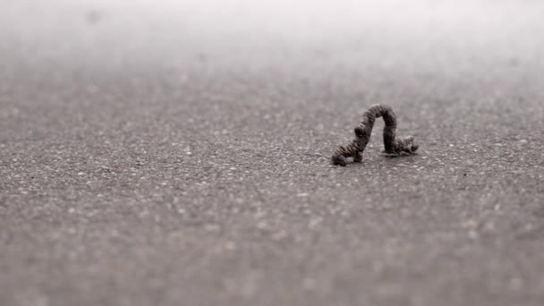 Makroaufnahme Einer Braunen Raupe Die Langsam Auf Asphalt Davonkriecht — Stockvideo