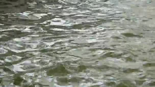 Mouvement Lent Des Ondulations Eau Verte Sur Surface Perturbée Rivière — Video