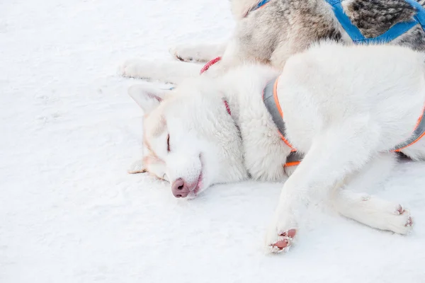 Siberian husky dogs with white fur sleeping on snow after sled ride on winter day