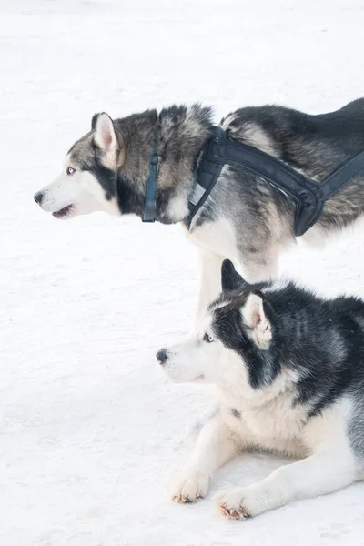 Siberian husky dogs with dark fur and light blue eyes having rest and waiting for sled ride on white snow on winter day