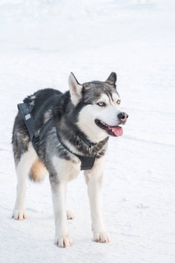 Koyu kürk ve beyaz kar kış günü kızağa binmek için hazır tutuyoruz ışık mavi gözlü Sibirya husky köpek