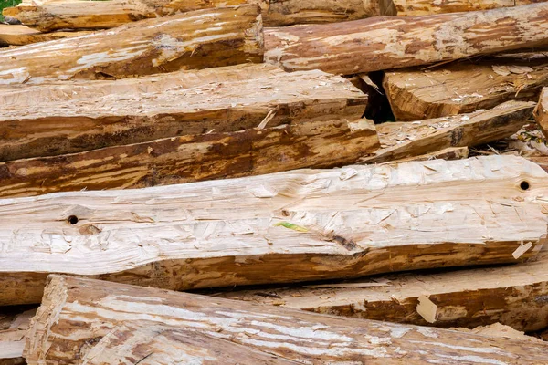 Grandes troncos com lascas de madeira entalhadas e espalhadas — Fotografia de Stock