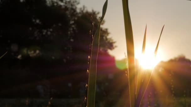 暖かい夏の夕方の日没時に黄色と紫の日差しで逆光で草のブレードのシルエット 草原上空を飛んでいるユスリカの群れ — ストック動画