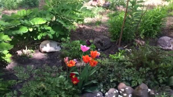 つのかわいい猫が日当たりの良い夏の日の中の花と緑の芝生の庭で眠っています 流し撮り — ストック動画