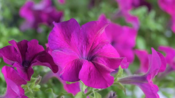 Крупный План Ярких Красочных Цветов Ароматной Пурпурной Петунии Фоне Свежих — стоковое видео