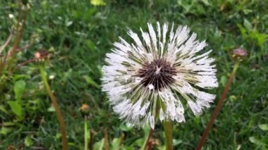 Karahindiba tohum yakın baş, onun beyaz kabartmak ayaz çiğ ile kaplıdır