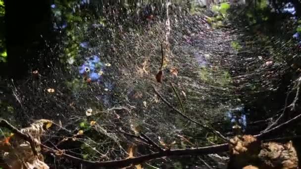 Glänzendes Funkelndes Spinnennetz Zwischen Von Der Sonne Erleuchteten Ästen Herbstlichen — Stockvideo