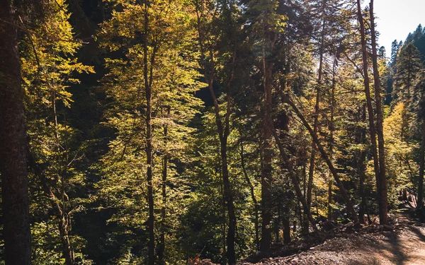 Bosque denso de montaña de otoño con árboles amarillos — Foto de Stock