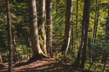 Güneşli ağaç gövdeleri yoğun sonbahar orman içinde