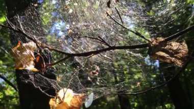 Sonbahar ormanda güneş tarafından ağaç dalları arasında köpüklü parlak güneşli spiderweb üzerinde sürünüyor örümcek yaktı