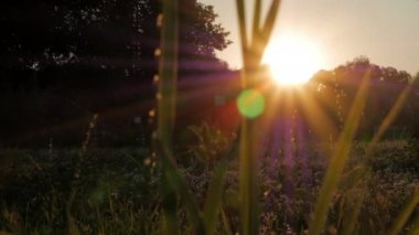 Çim ve çiçek alan arkadan aydınlatmalı günbatımı sıcak yaz akşamı sırasında sarı ve mor yapraklara ile bıçaklar. Çayır üzerinde uçan larvalarını sürüsü.