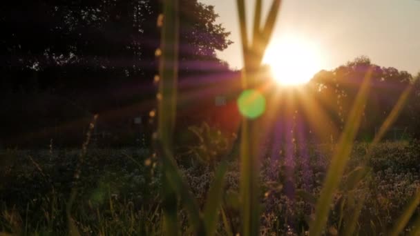 暖かい夏の夕方の日没時に黄色と紫の日差しと草と花のフィールド バックライトのブレード 草原上空を飛んでいるユスリカの群れ — ストック動画