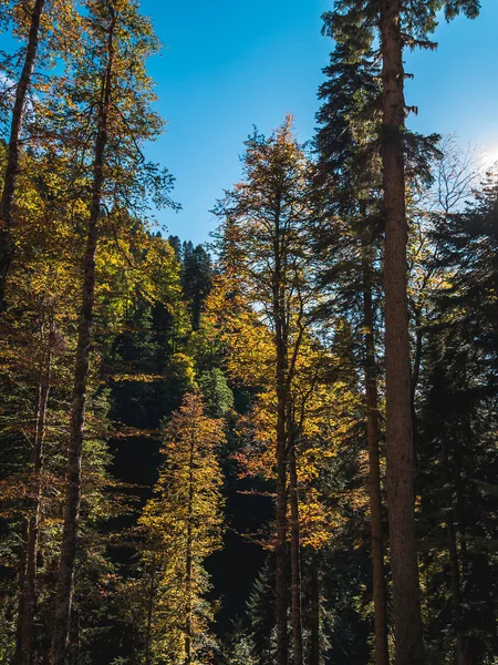 Alto colorido amarillo y verde árboles de otoño que crecen en la montaña — Foto de Stock