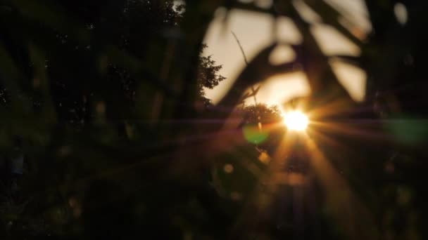 夏の日没時に草のシルエットの前景をぼやけ明るい夜輝いている黄金の太陽 — ストック動画