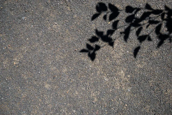 Lůžko pokryté asfaltem a černými siluety stromu — Stock fotografie