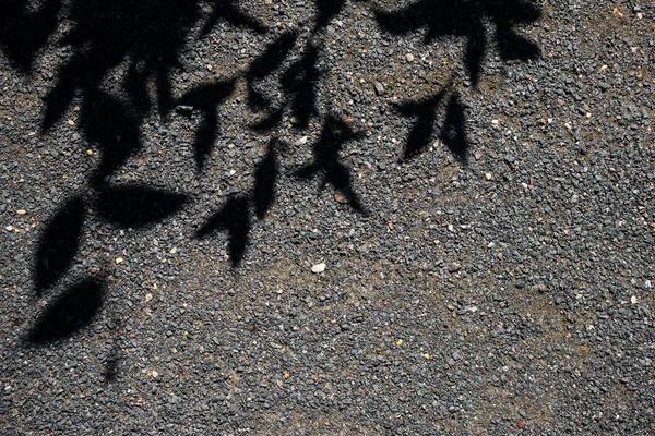 Lůžko pokryté asfaltem a černými siluety stromu — Stock fotografie