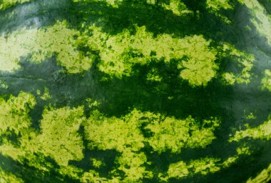 Yeşil çizgili karpuz rind arka plan