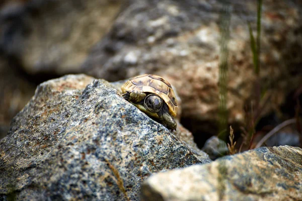 Una Tortuga Joven Arrastra Sobre Rocas Condiciones Naturales — Foto de Stock