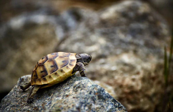 Doğal koşullarda buzlu genç bir kaplumbağa tarar.