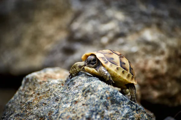 Doğal koşullarda buzlu genç bir kaplumbağa tarar.