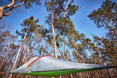 Turist çadır kamp alanında güneş ışınları ile yeşil çam ormanı içinde.