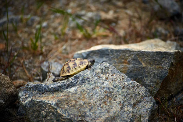 Una Tortuga Joven Arrastra Sobre Rocas Condiciones Naturales — Foto de Stock