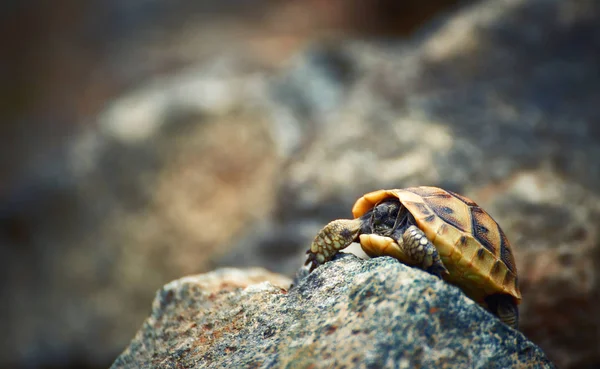 Ung Sköldpadda Kryper Stenar Naturliga Förhållanden — Stockfoto