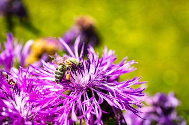 Çiçeklerin açtığı bir tarlada, çiçekli bir arıyla.