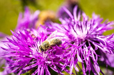 Çiçeklerin açtığı bir tarlada, çiçekli bir arıyla.