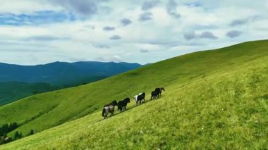 Dağlarda at sürüsü, doğal çevre, dağ manzarası..