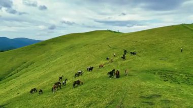 Dağlarda at sürüsü, doğal çevre, dağ manzarası..