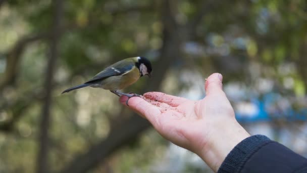 Portrait Little Beautiful Bird Eating Hand Outdoor — Stock Video