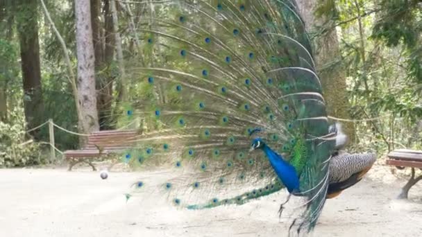 Mooie Peacock Close Shot — Stockvideo