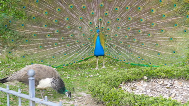 Güzel tavuskuşu yakın atış