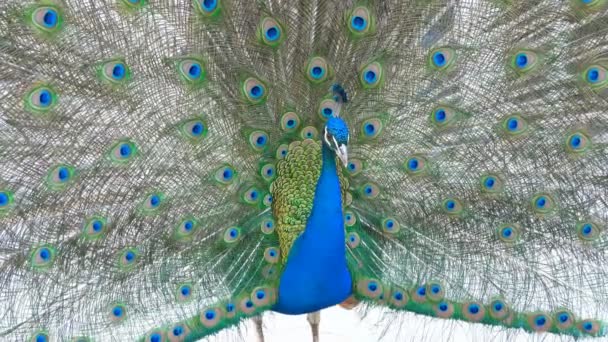 Beautiful Peacock Close Shot — Stock Video