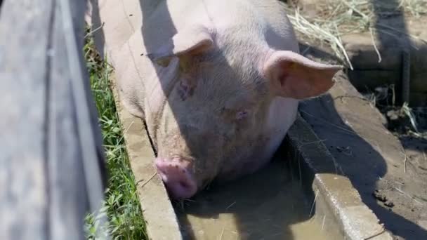 Drôle Gros Porc Mange Immergé Dans Eau — Video