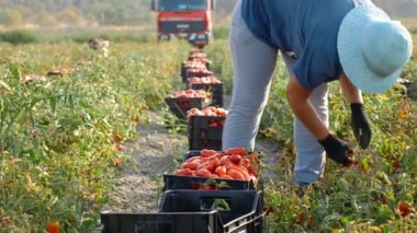 Domates toplayan bir kadın. İtalya 'nın güneyinde domates topluyor.
