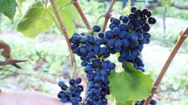  Güney İtalya 'da üzüm toplayan bir kadının eli mor üzüm kesiyor.