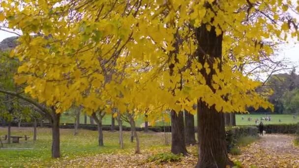 Sonbahar Parkının Güzel Manzarası Ağaçlar Yapraklar Sabit Kamera — Stok video
