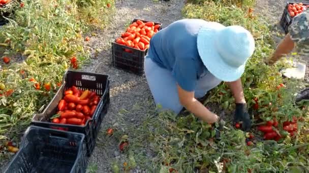 Сбор Помидоров Женщина Фермер Собирает Помидоры Юге Италии — стоковое видео