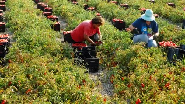 女人跪在番茄地里采摘番茄 — 图库视频影像